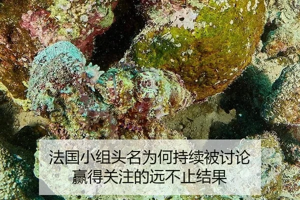 fa-guo-xiao-zu-tou-ming-wei-he-chi-xu-bei-tao-lun-ying-de-guan-zhu-de-yuan-bu-zhi-jie-guo-2-328.jpg
